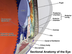 Diagram of eye showing uvea