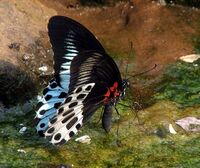 Blue Mormon UN.jpg