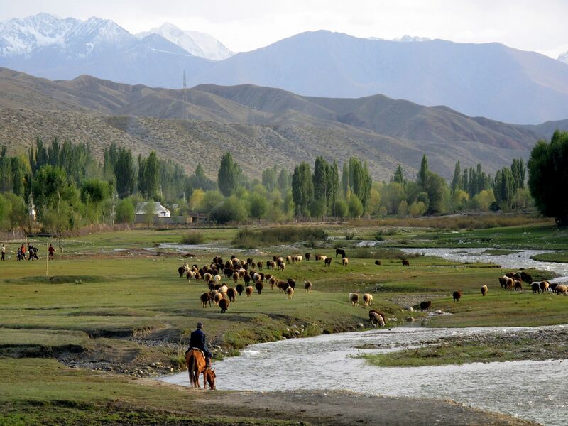 File:Bringing the sheep home, on the southern shore of Issyk-Kul (3968109583).jpg