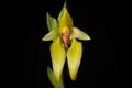 Bulbophyllum amplebracteatum subsp. amplebracteatum Teijsm. & Binn., Natuurk. Tijdschr. Ned.-Indië 24- 307 (1862) (36939785245).jpg