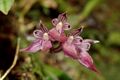 Bulbophyllum japonicum 日本捲瓣蘭 (18322318796).jpg
