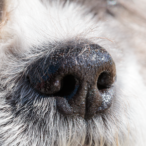 Canine Nose Macro Photo.png