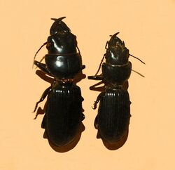 Carabidae - Scarites striatus.JPG