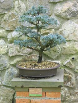 Cedrus atlantica-Glauca-Bonsai.jpg