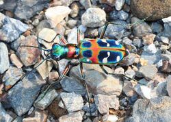 Cicindela japonica.JPG