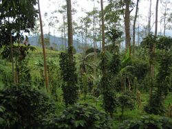 Coffee farm in Colombia.jpg