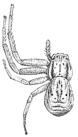 Common Spiders U.S. 098.png