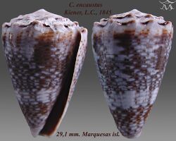 Conus encaustus 2.jpg