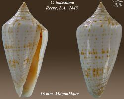 Conus iodostoma 1.jpg