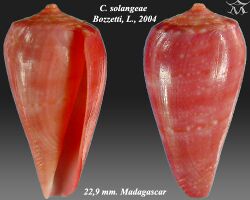 Conus solangeae 1.jpg