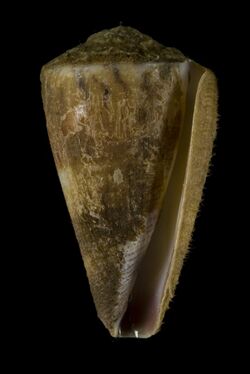 Conus vitulinus (MNHN-IM-2013-16325).jpeg