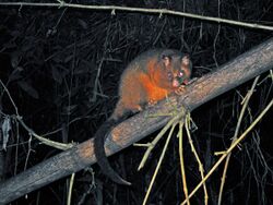 Coppery Brushtail Possum (3625102158).jpg