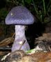 Cortinarius violaceus 02.jpg