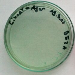 Cosenzaea myxofaciens on Citrate agar.jpg