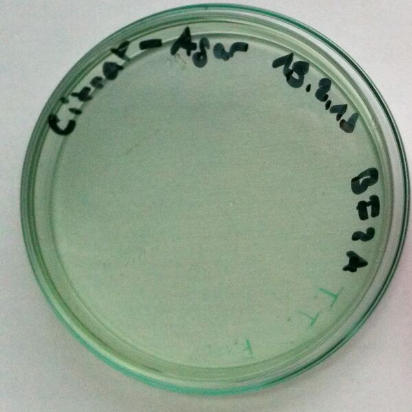 File:Cosenzaea myxofaciens on Citrate agar.jpg