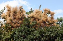 Cotinus coggygria33.jpg