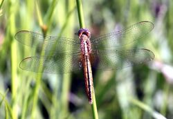 Crocothemis nigrifrons 0216.jpg