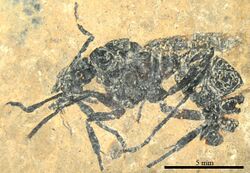Cyrtopone striata holotype SMFMEI1392.jpg