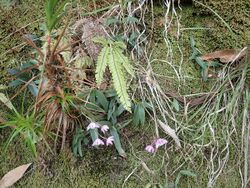 Dendrobium kingianum (habit).jpg