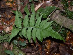 Deparia petersenii frond.jpg