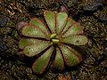 Drosera hamiltonii Darwiniana.jpg
