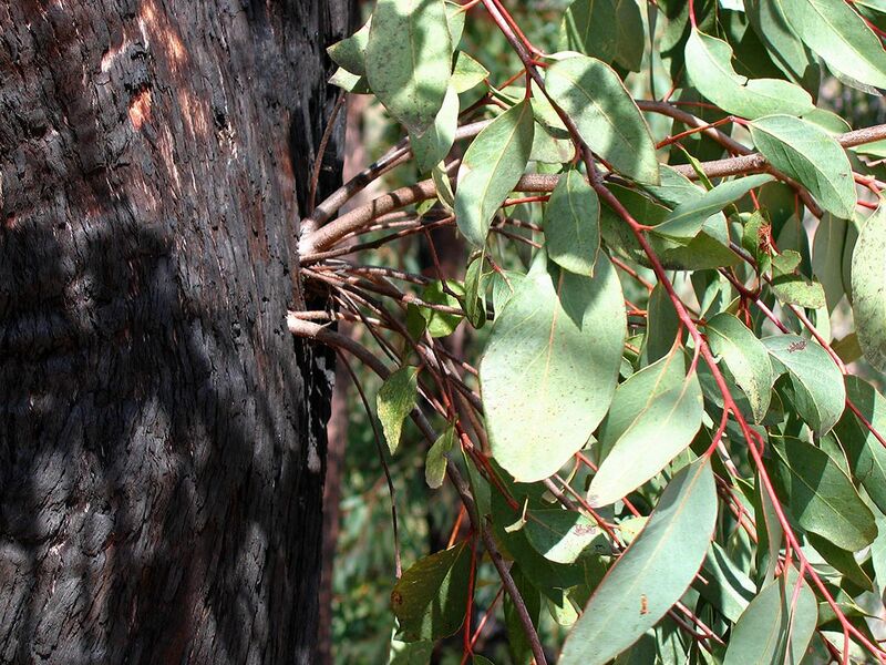 File:Epicormic Shoots from an Epicormic Bud on Eucalyptus following Bushfire 2, near Anglers Rest, Vic, Aust, jjron 27.3.2005.jpg