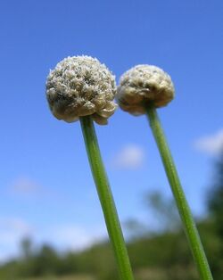 Eriocaulon scariosum.jpg