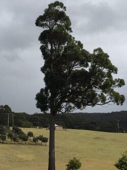 Eucalyptus globoidea.jpg