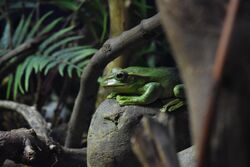 Fea's tree frog (Rhacophorus feae).jpg