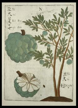 Flora Sinensis - Custard Apple.JPG