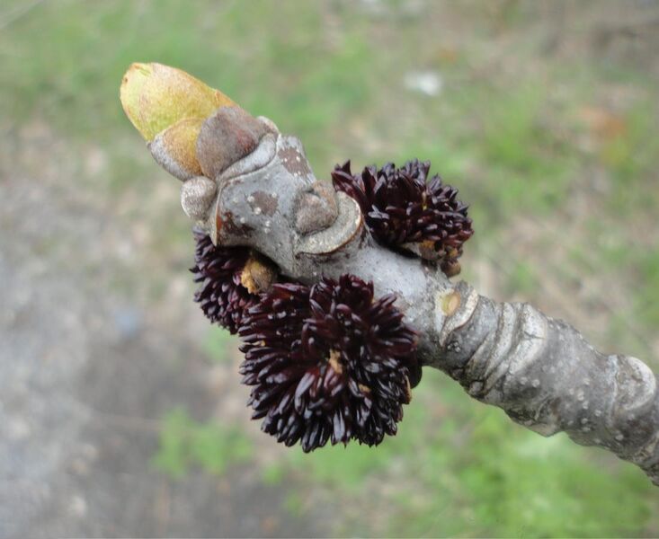 File:Fraxinus americana (Oleaceae).jpg