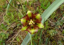 Fritillaria lusitanica 2601.jpg