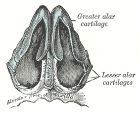Under side of nose labeling the greater and lesser alar cartilages
