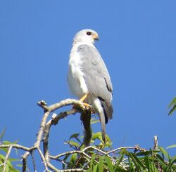 Grey Goshawk (Accipiter novaehollandiae) 2370.jpg