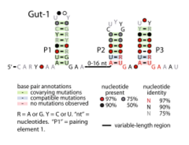 Gut-1-RNA.svg