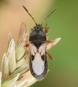 Hairy Chinch Bug - Blissus leucopteru (50594763067).jpg