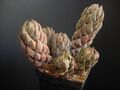 Haworthia coarctata yc.jpg