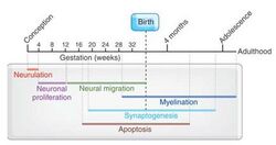 Human Brain Development Timeline.jpg