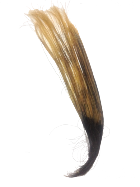 File:Human Hair Partly Bleached.png