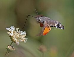 Hummingbird hawk moth (Macroglossum stellatarum) in flight.jpg