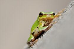 Hyla chinensis.jpg