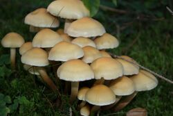 Hypholoma-capnoides.jpg