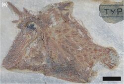 Ichthyoceros fossil.jpg