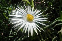 Jordaaniella anemoniflora - Anemone vygie - Cape Town 5.JPG