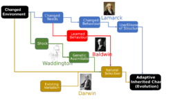 Lamarck Compared to Darwin, Baldwin, Waddington.svg