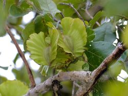Large-fruited Bushwillow (Combretum zeyheri) fruits (12908109715).jpg