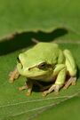 A green European tree frog