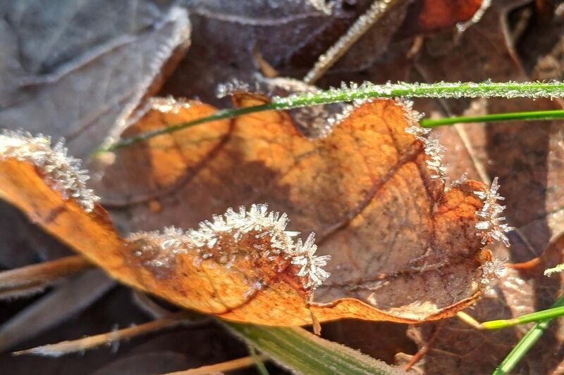 File:Leaf with frost.jpg