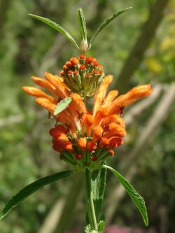 Leonotis leonurus flower.jpg