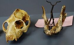 Leptadapis sp skull and Leptadapis magnus mandible.JPG